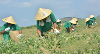 【今日資訊】乘時代東風(fēng) 南陽艾產(chǎn)業(yè)蓬勃發(fā)展